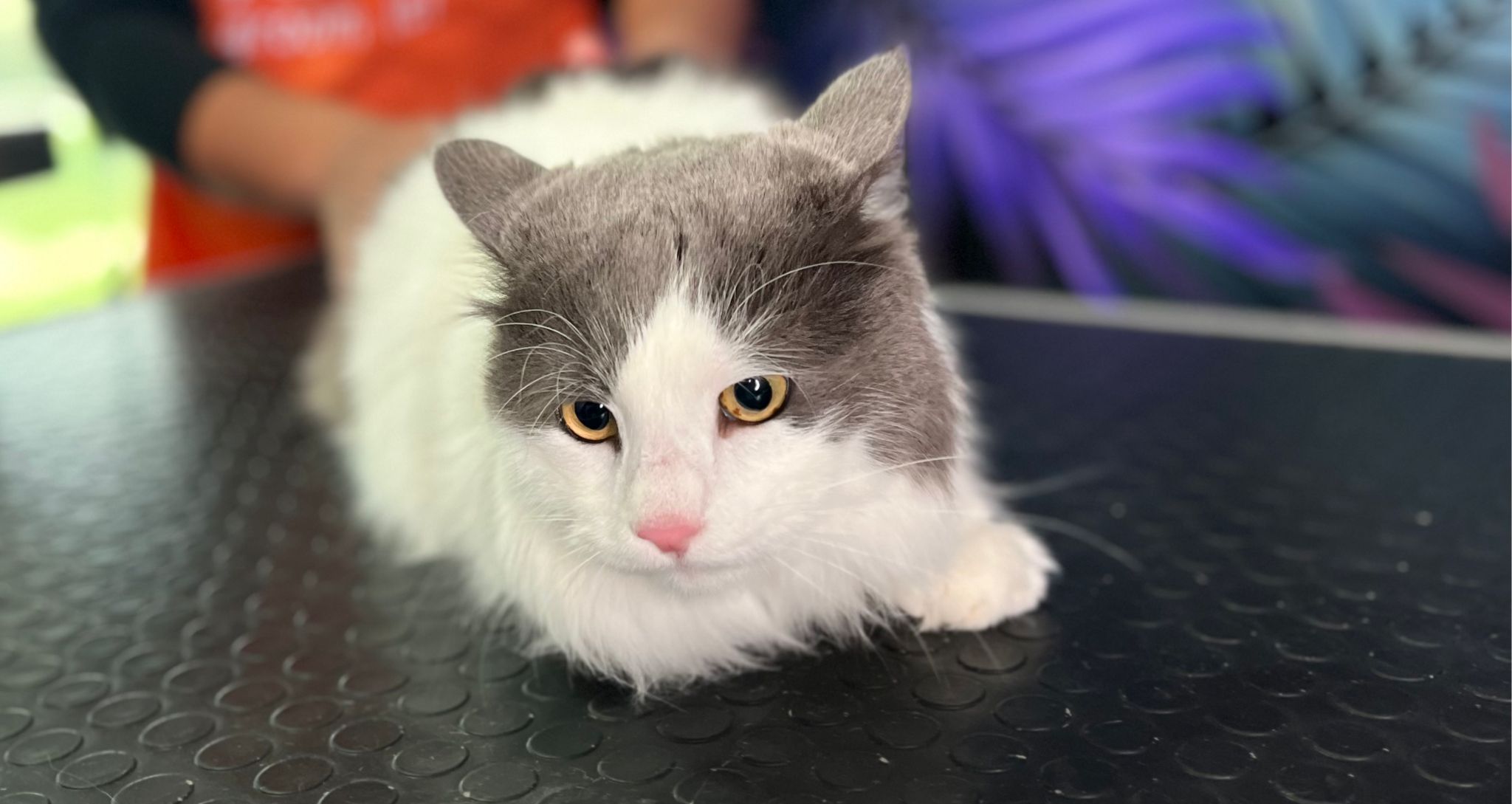Kedi Bakımı VooVPets